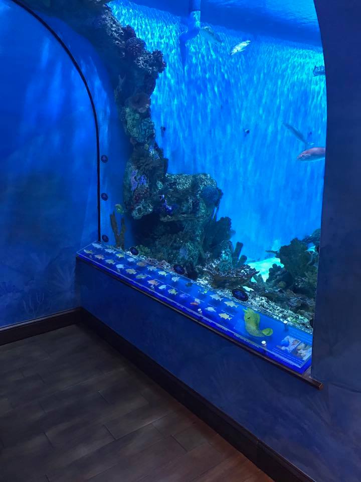 Rum Fish front angle This is a view of the aquarium from the front angle.